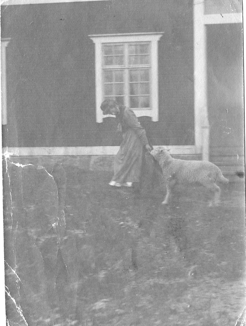 En kvinna går med en mindre hink framför sig med ett får i hasorna.