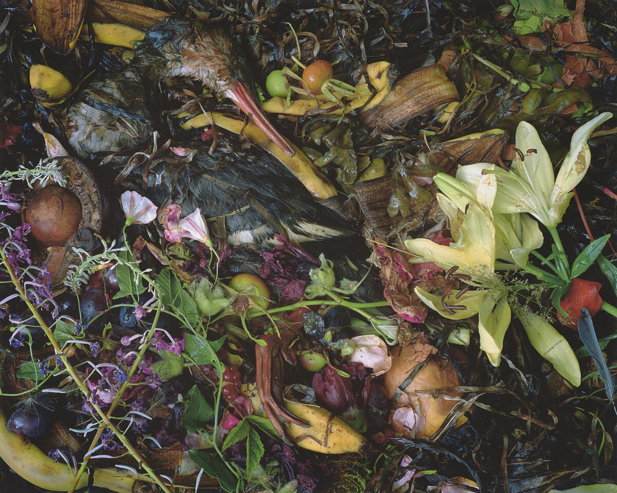 Et bilde av kompost som inneholder både råtnende blomster og en død tjeld (fugl). Fotografi som fremstår både vakkert og grotesk.