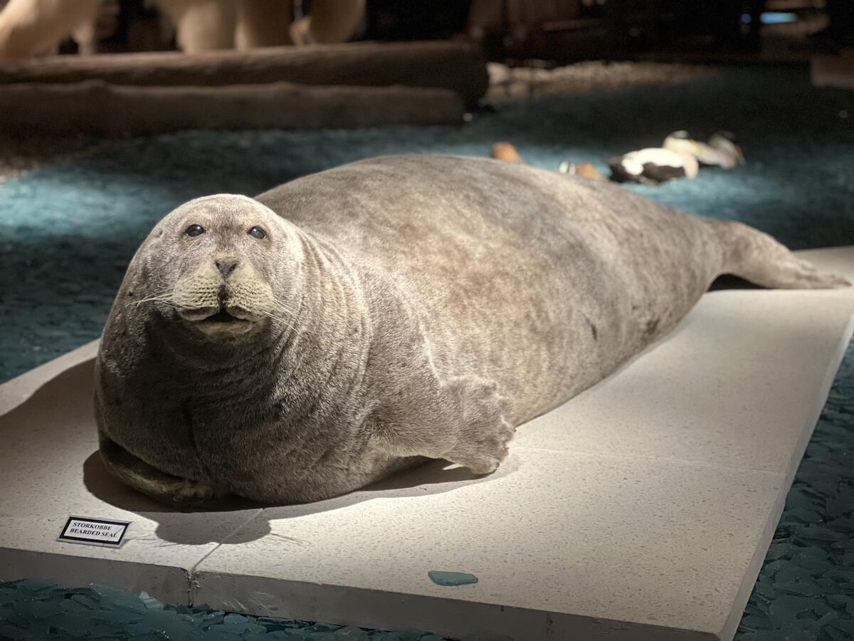 Bildet viser en storkobbe som hører til i Svalbard museums utstilling.