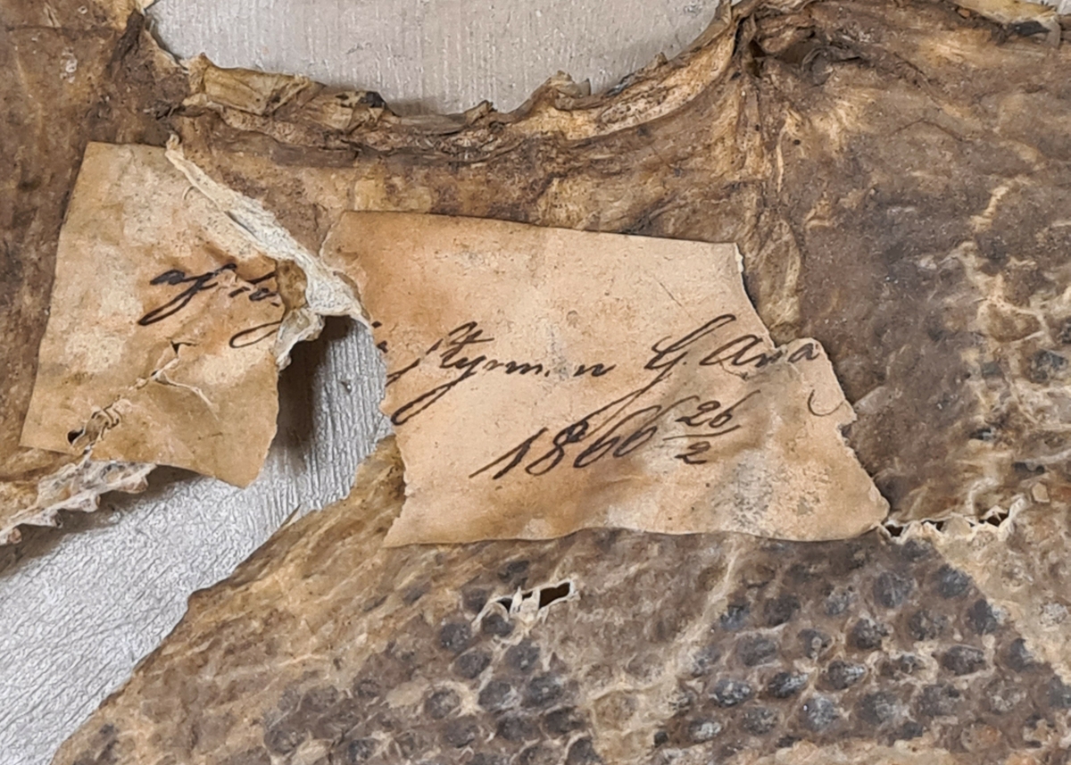 Långt ormskinn infångad 1866. Etikett finns.