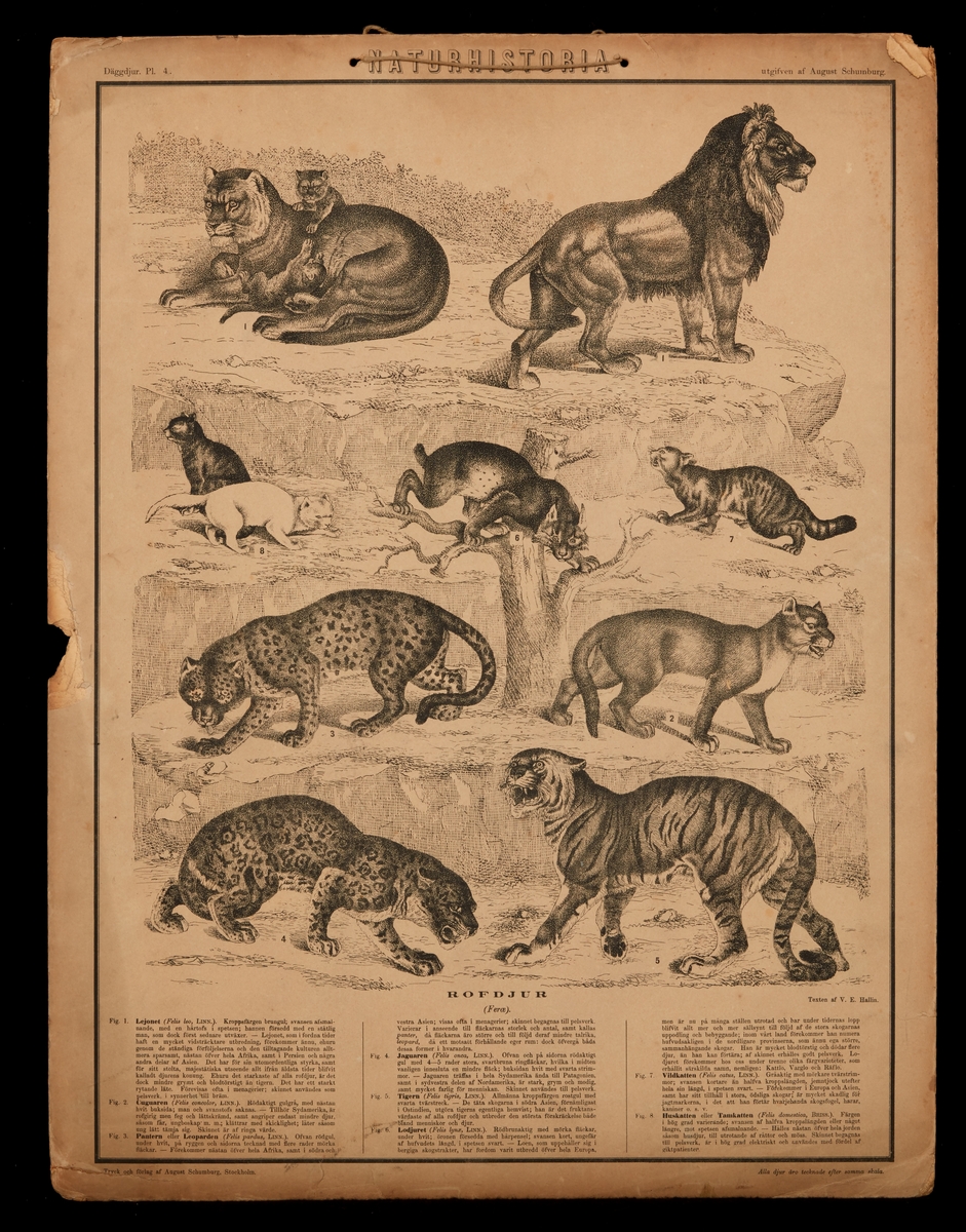Stor folder innehållande litografiska planscher över djur. Folder av kanvas och papp.