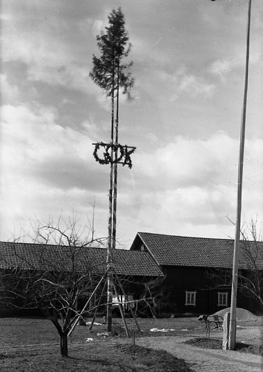 Västerfärnebo sn, Sala kn, Sörsalbo.
Kryckegran, 1936.