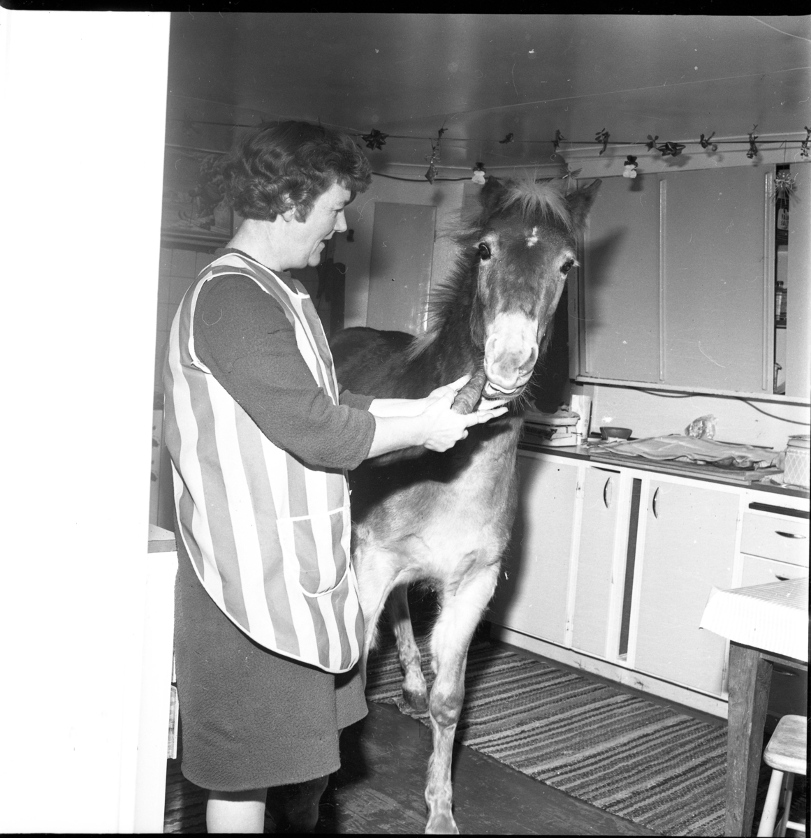 Hästen "Bubbe" äter i köket