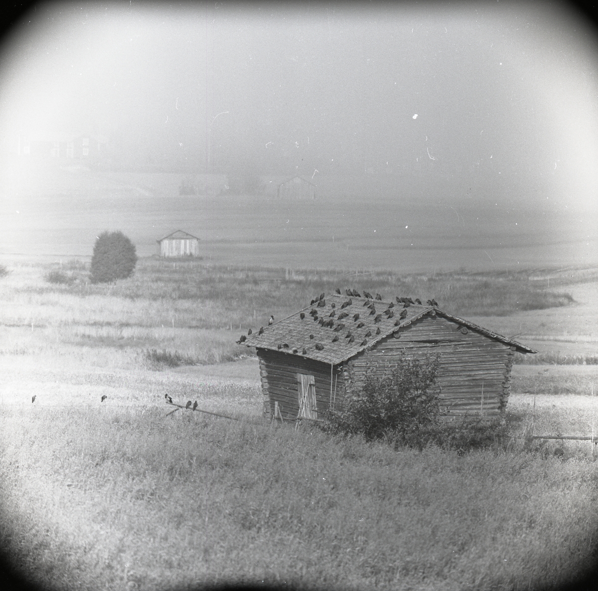 Ett stort antal kajor och kråkor sitter på ett ladutak i Glössbo i augusti 1957.