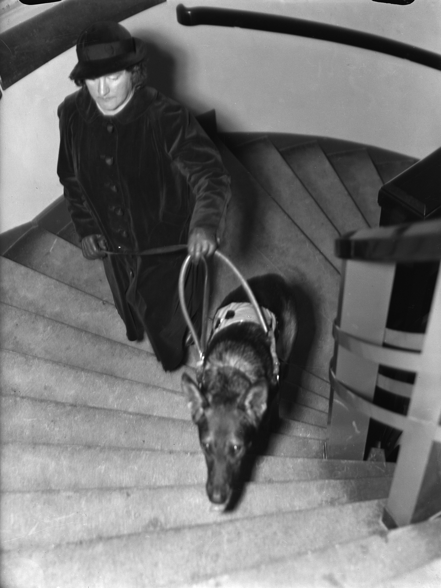 Kvinna i trappa med ledarhund, Uppsala 1938