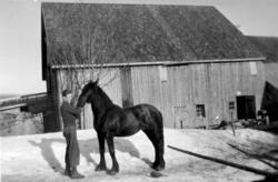 Hester på Borge 1942, stall, uthus, låve, epleknikkers, snø,