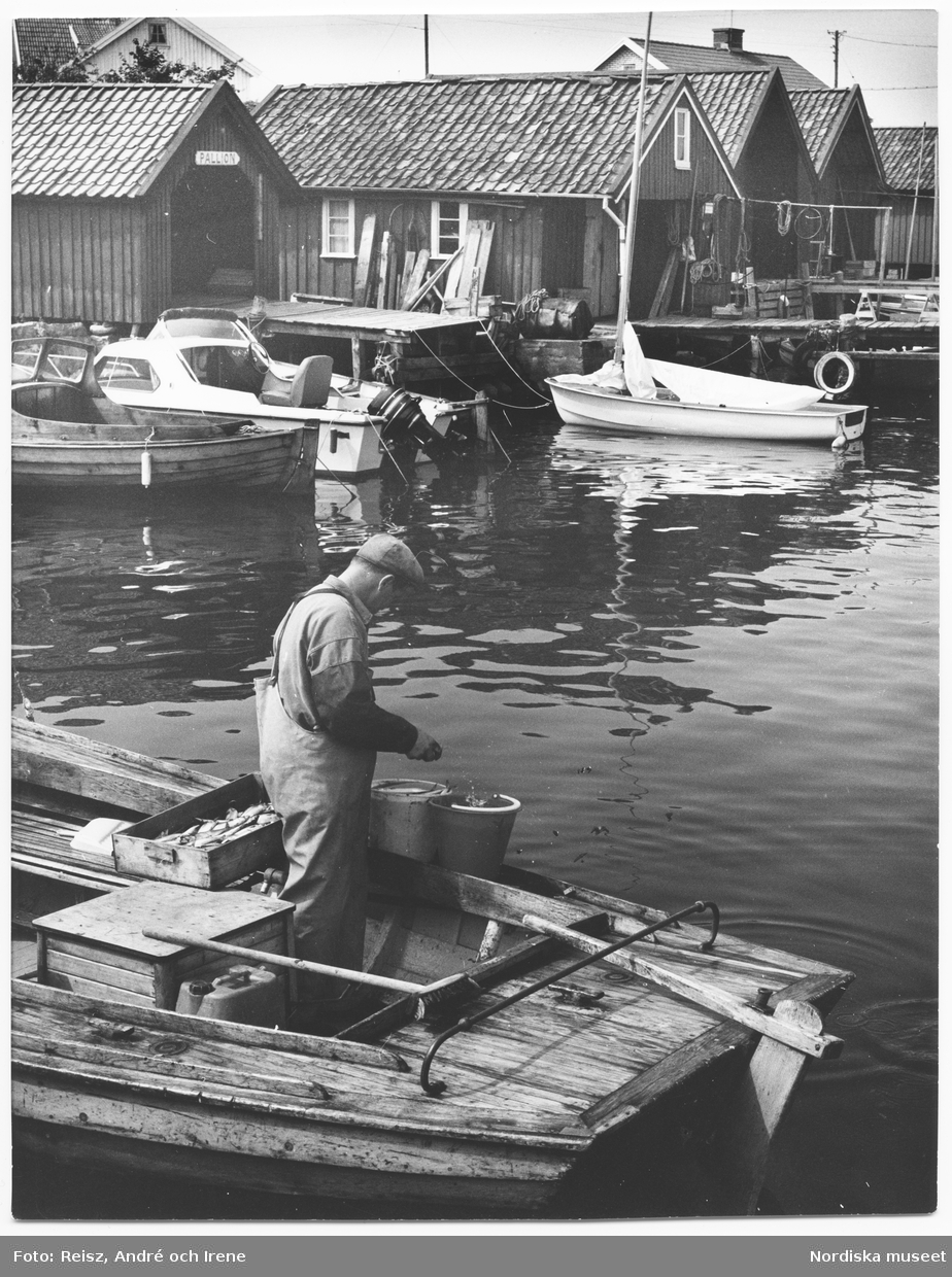 Bohuslän. Fiskefångsten rensas  i Fjällbacka.