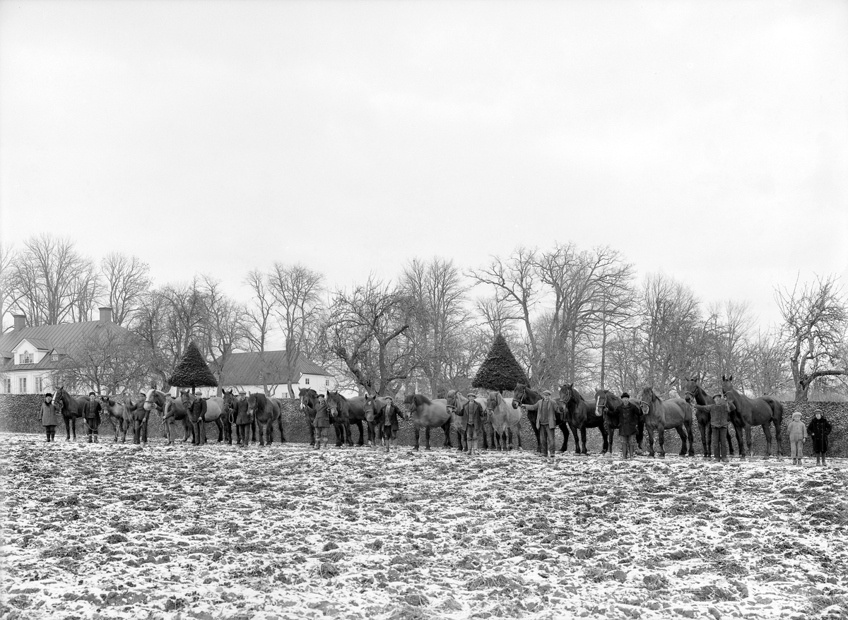 Gårdens hästar i prydlig rad inför fotografering en vårvinterdag 1930. Vid tiden hade mekaniseringen inom svenskt lantbruk vunnit stora steg, men ännu behövdes hästen även på större gårdar. Just dessa dragare tillhörde Normstorps säteri mellan Slaka och Nykil.