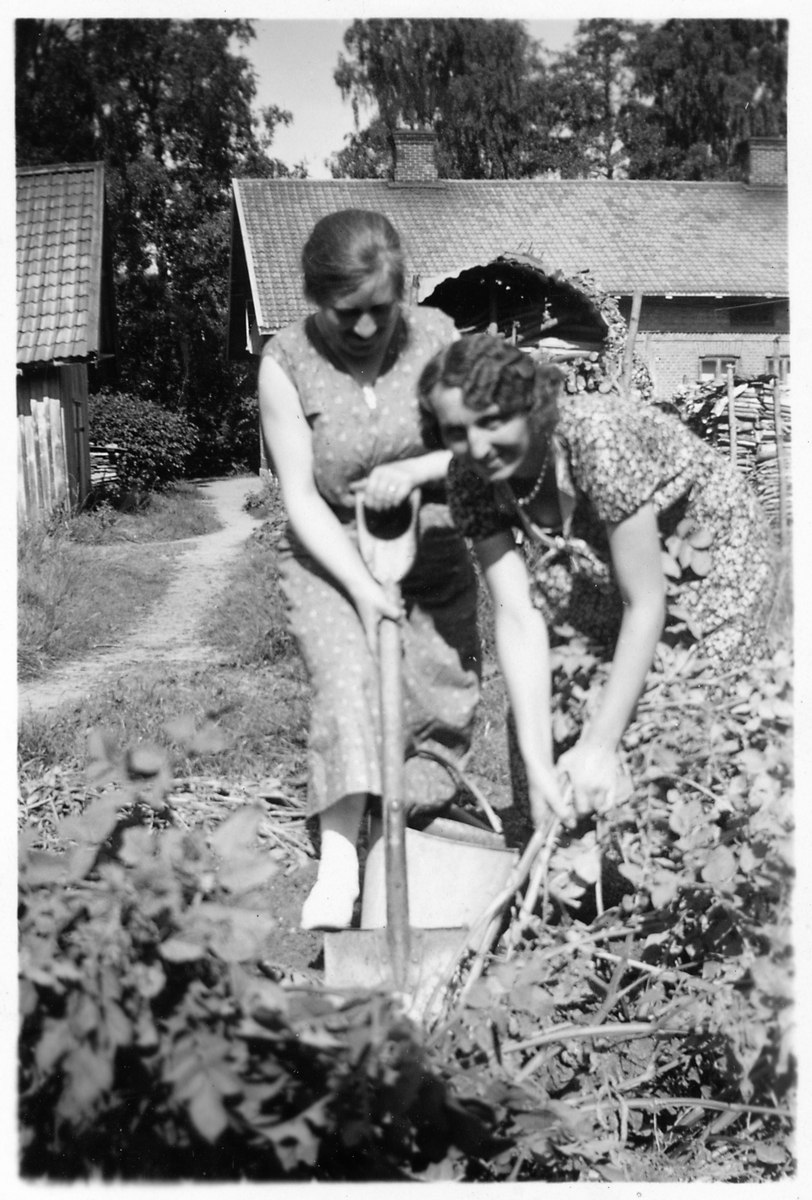 Elsa och Ingegärd i potatislandet