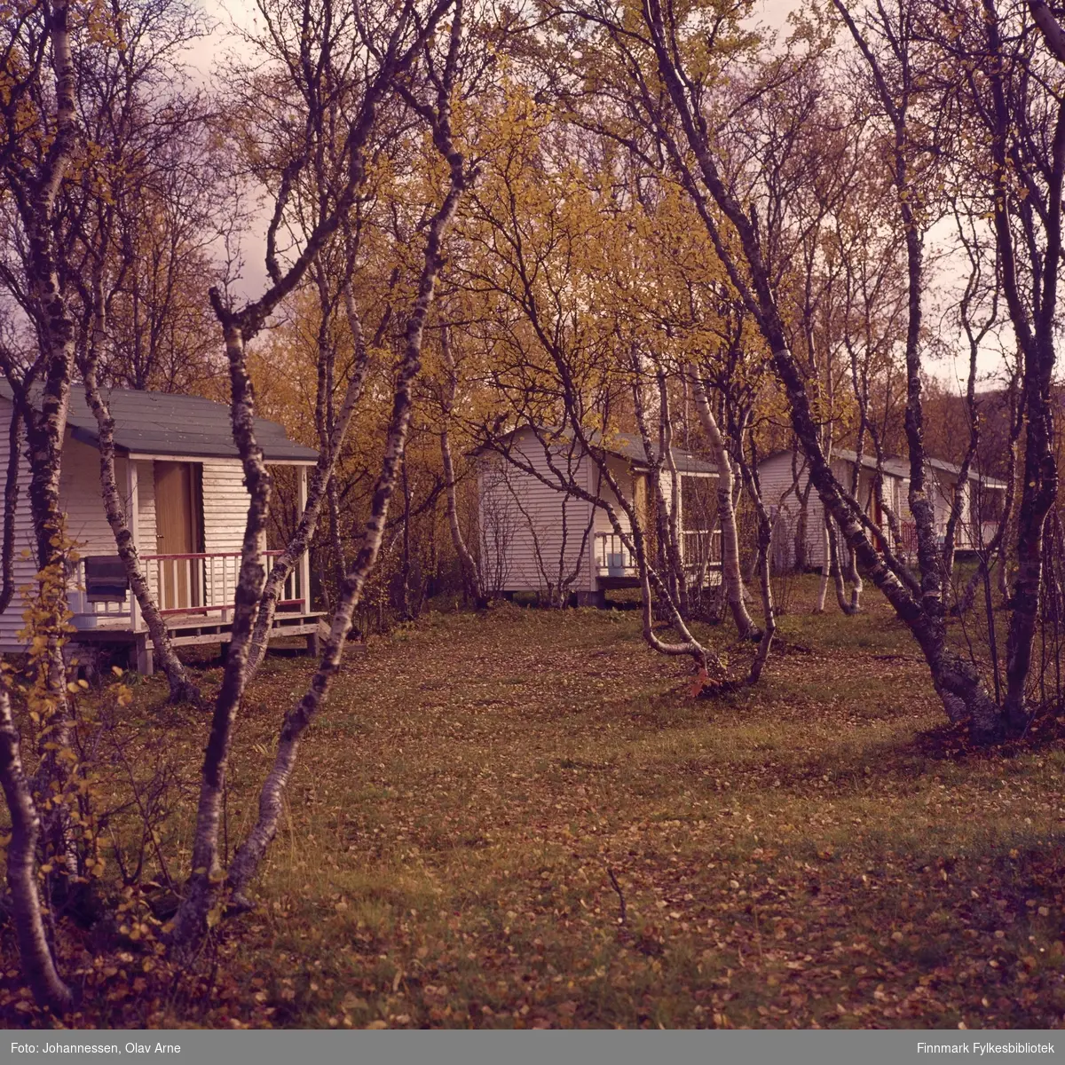 Foto av små hytter omringet av bjørk, antagelig i Finnmark 

Foto trolig tatt på 1960/70-tallet