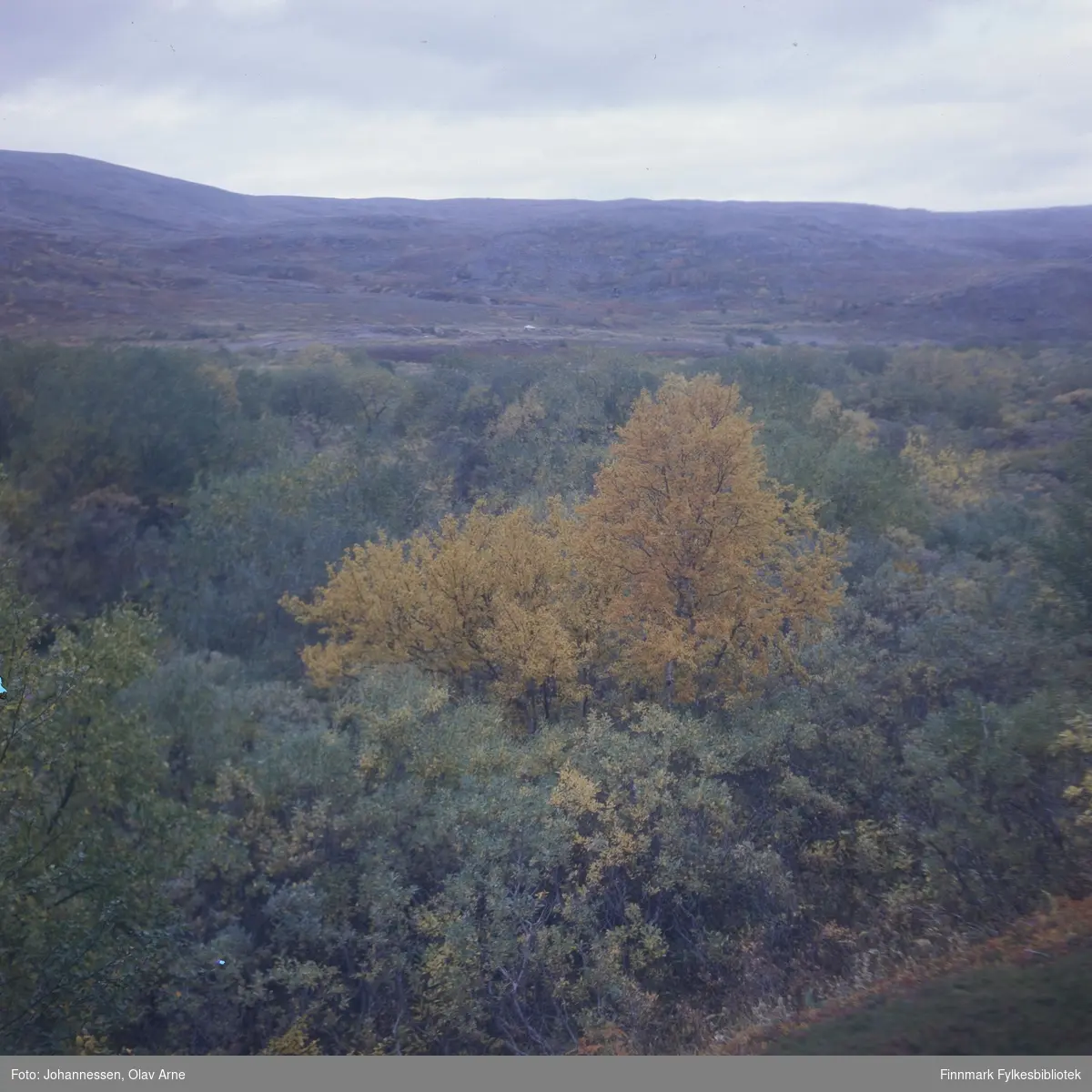 Foto av skog i høstfarger

Antagelig i Syltefjorddalen (Finnmark) 

Foto trolig tatt på 1960/70-tallet