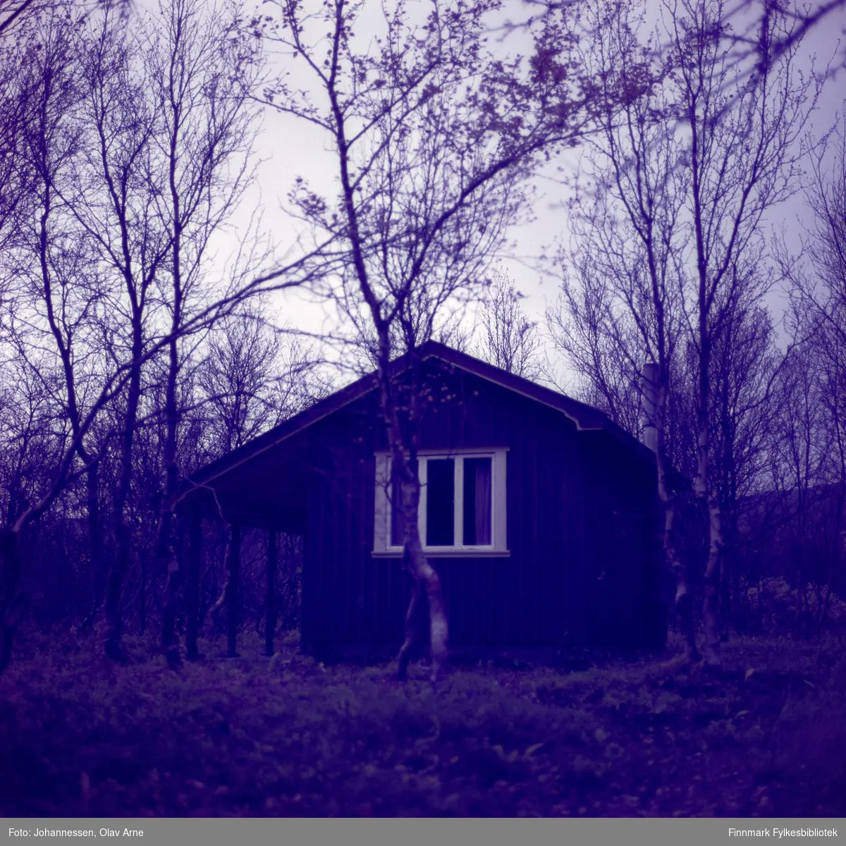 Foto av hytte omrignet av bjørkeskog, antagelig i Finnmark 

Foto trolig tatt på 1960/70-tallet