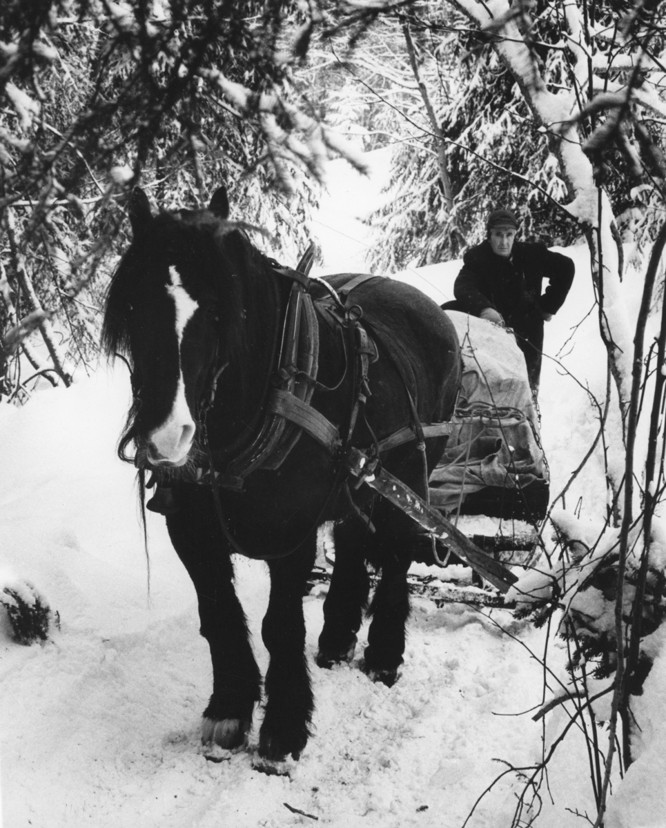 Lasskjørervegen mellom Elverum og Trysil var tung å fare for hest og kjørekar i djup snø og kalde dfager i vinterstida.