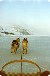 3 hunder foran slede på isen, Hopen Meteorologiske stasjon, 