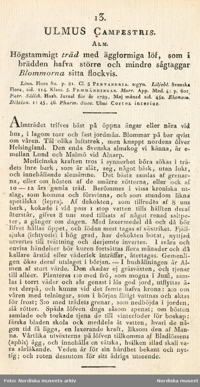 Illustration av alm, plansch nummer 13 publicerad i Conrad Quensels Svensk Botanik, Första bandet, utgiven i Stockholm 1802.