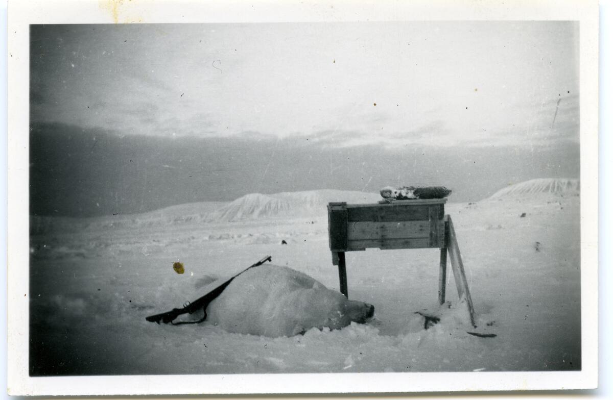Foto fra album etter Knut Bjåen( 1920-2001). Bildene er fra fangstovervintring på Halvmåneøya i året 1947-48 med to brødre, Jon og Sjur, samt søskenbarnet Olav Bjåen.