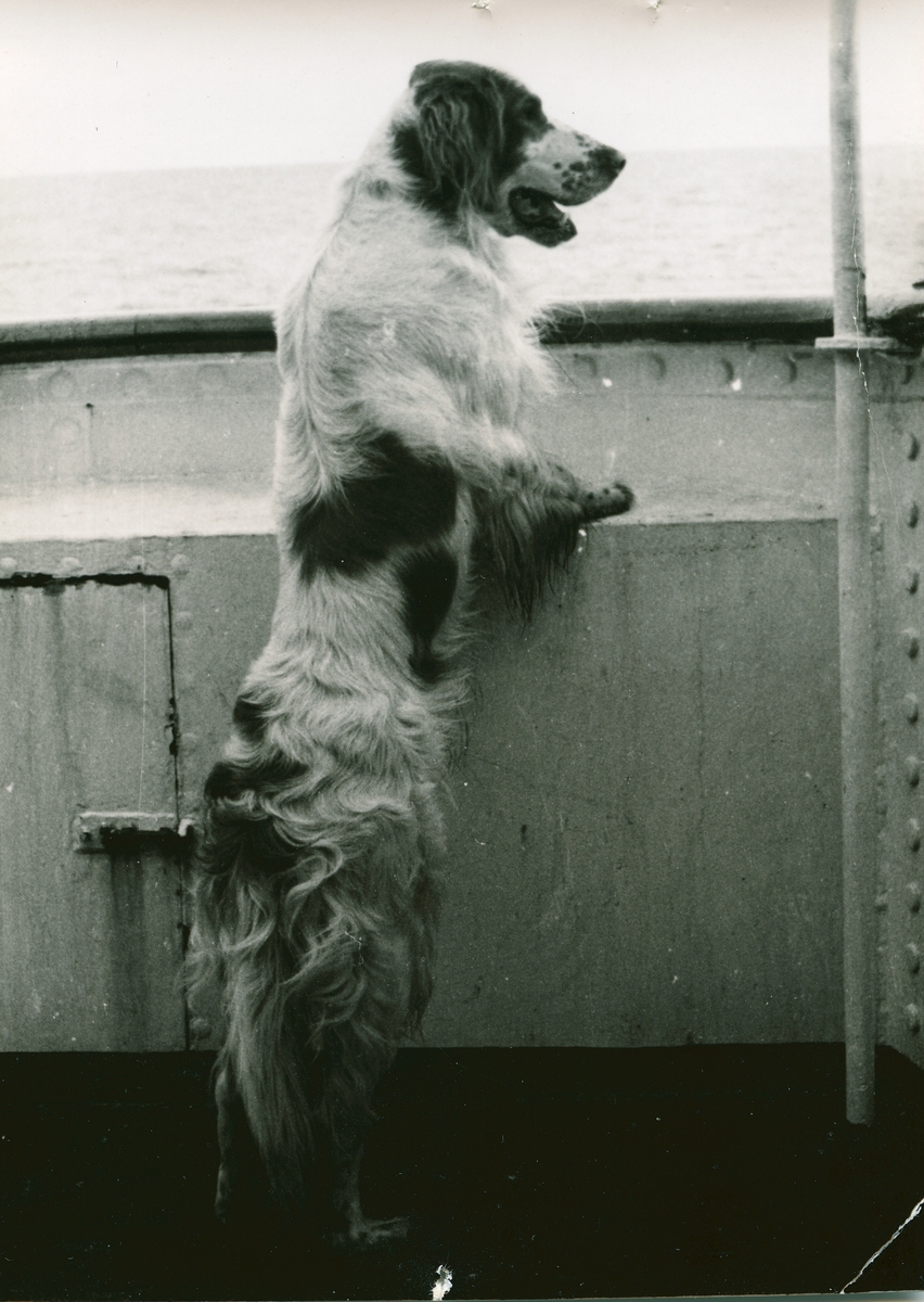 Familien Nødtvedt skal reise på slutt med Ingerfem i oktober 1960, etter å ha bodd i Longyearbyen i 9 år. Hunden Lasse.