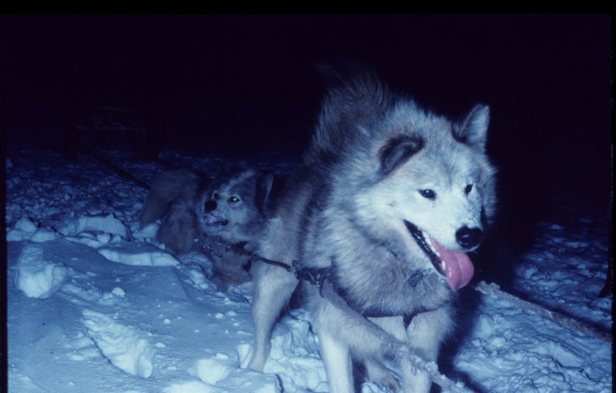 Hundespann vinteren 1961.