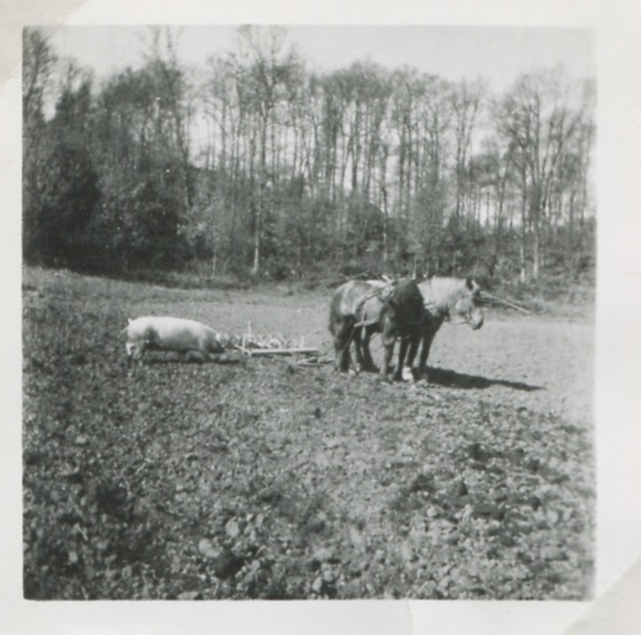 En gris och två arbetshästar med räfsa står på ägorna, Labacka Lund (idag: Labacka 1:19), 1930-tal.