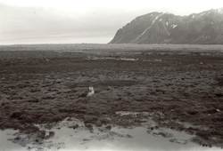 Tyvjo i Magdalenefjorden sommeren 1958.  Sokneprest Erling J