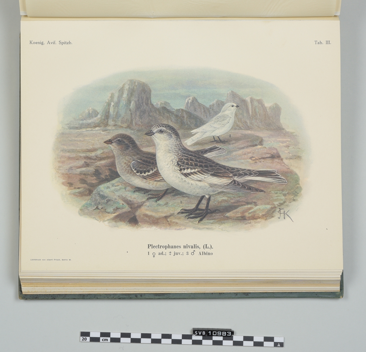 Praktbok om fugleliv på Svalbard med fotografier og fargeillustrasjoner. Boken kom ut i 1911 og forsiden har forgylt illustrasjon i relieff som viser alkekonger i fjellsiden på Platåfjellet, med Hjorthfjell i bakgrunn. 