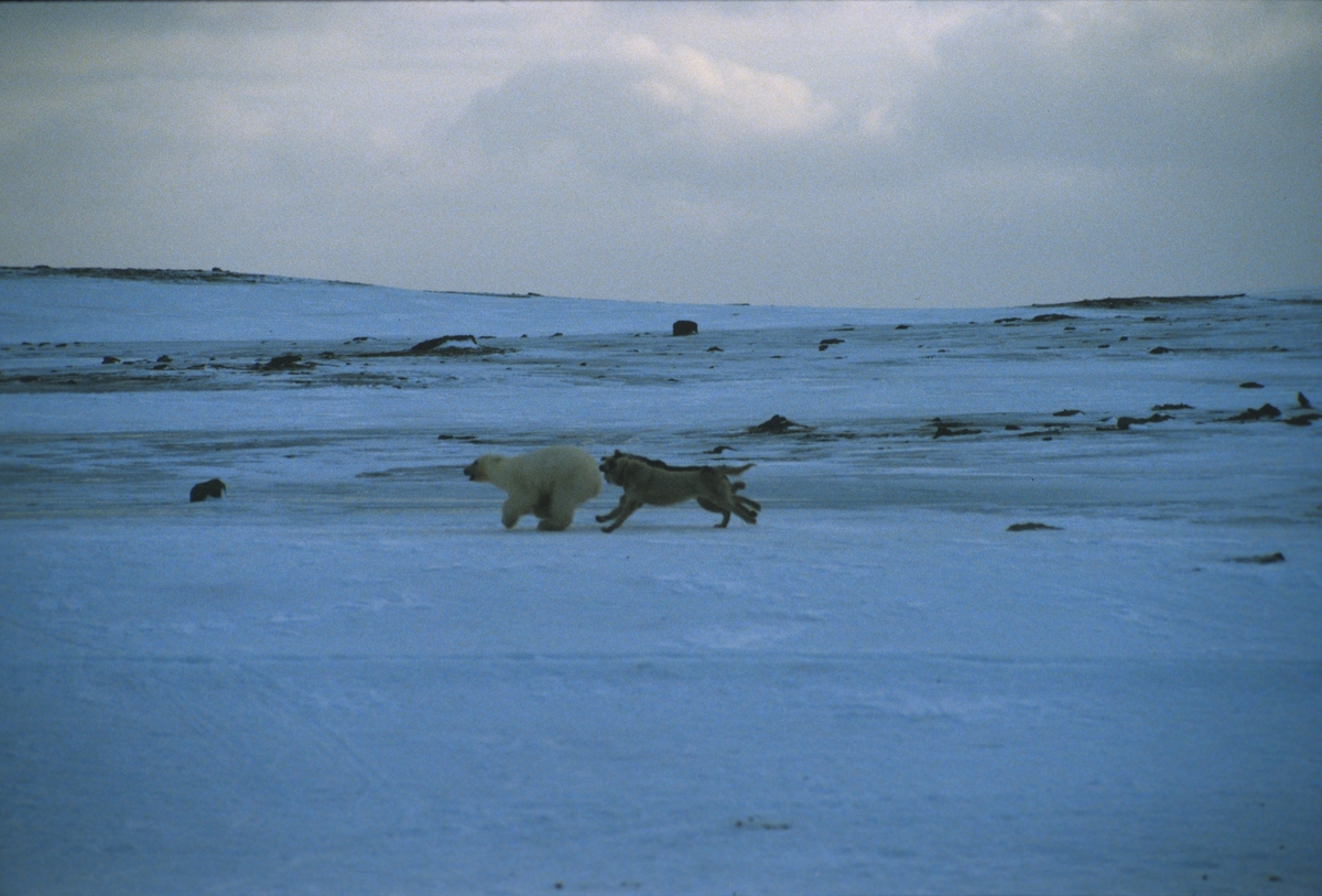 En isbjørn jages bort av en polarhund.