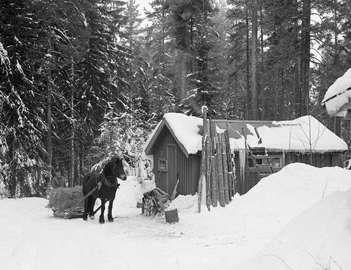 Skogsarbeider Johan Rasch frakter forsyninger for en ukes arbeid i skogen til Smaltjernkoia i Svartholtet, Elverum, Hedmark. Januar 1975.