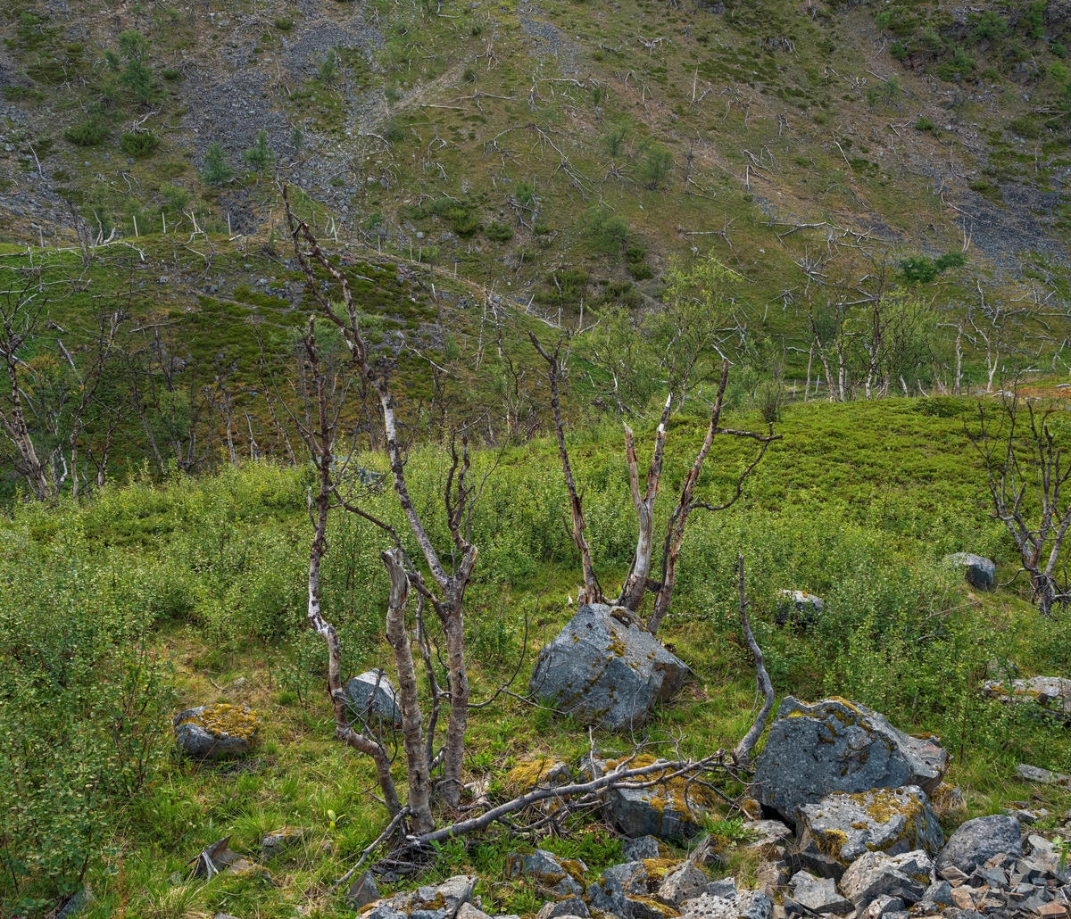 Fjellbjørkeskog (Betula pubescens) på Ifjordfjellet i Tana i Finnmark, der en del av trærne hadde dødd etter massive angrep fra fjellbjørkemåler (Epirrata autumnata), som er en sommerfuglart i målerfamilien. Denne arten legger egg, som overvintrer på bjørketrær, der de klekkes og blir til larver når våren kommer. Larvene blir til voksne sommerfugler om høsten. I mellomtida spiser de bladverket av trærne, som på den måten mister mesteparten av sitt assimilasjonsapparat. En annen sommerfuglart, bjørkefrostmåleren (Operophtera fagata), har en liknende utviklingssyklus og effekt på bjørkeskogen. Knut Skinnemoen skriver i boka «Skogskjøtsel» (1969) at «… i fjelltraktene sørpå og ikke minst på nordkalotten gjør insektet stor skade fra tid til annen. Ikke sjelden dør bjørkeskogen der ut over store strekninger. Folk i de traktene sier at dersom angrepene kommer 3 år i trekk, går trærne til grunne. Da får de ikke mulighet til å assimilere så mye at de greier å holde livsprosessene i gang.»