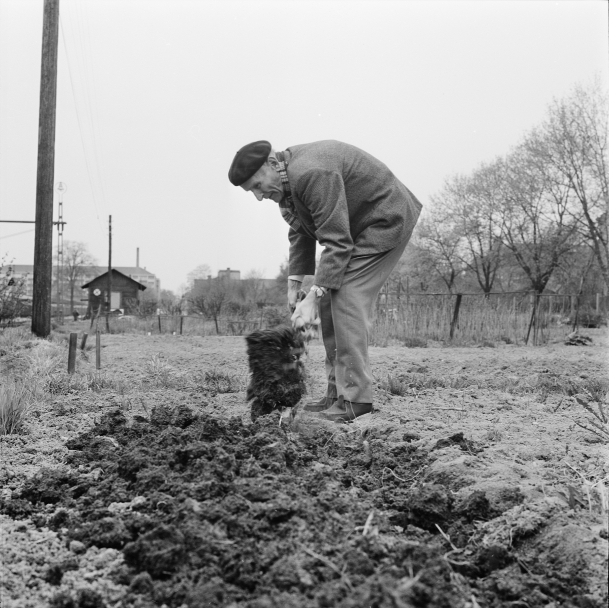 "Gubbe som sätter potatis", Uppsala april 1964