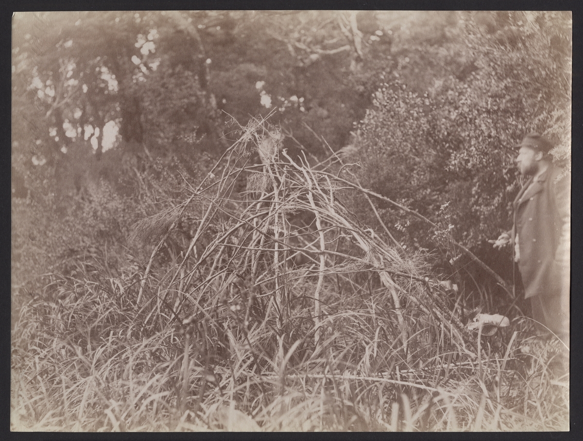 Bilden visar Hjalmar Stolpe som inspekterar övergivna indianhyddor i skogen längs Magellans sund. Det syns bara den överblivna stommen av grenar, huden som täckte hyddan är borttagna.