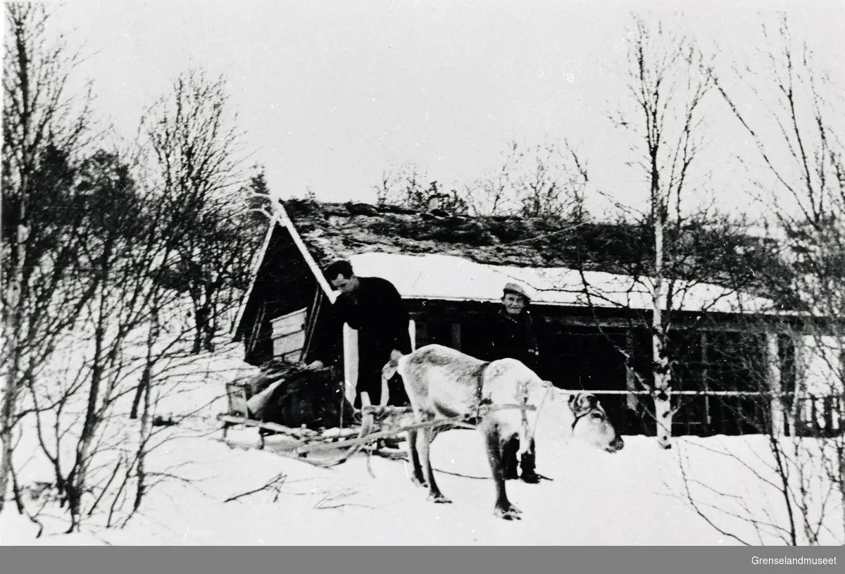 Karlsens hytte ved Sagvatn. To personer står framfor hytten ved en rein med seletøy og slede. 