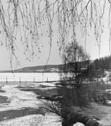 Fra elva Rindas utløp i Mjøsa ved Vingrom i daværende Fåberg
