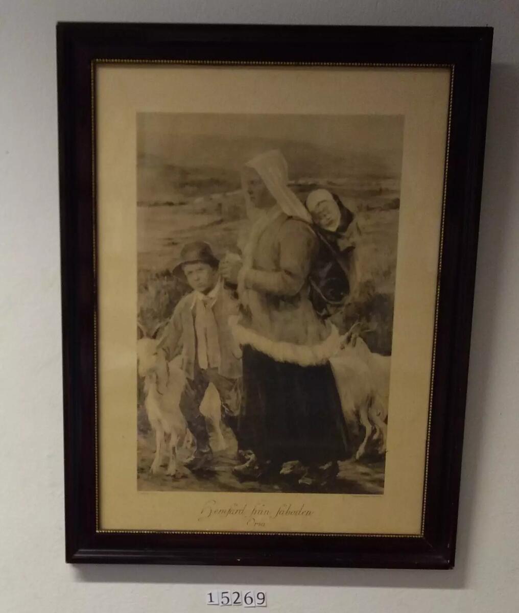Kvinna vandrar med 2 barn från fäboden med getter runt dem i Orsa.