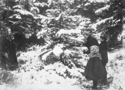 Juletrehogging i Rakkestad ca. 1895. Barn fra res.kap. Olaf 