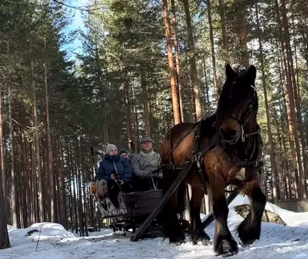 Bildet viser hest med slede i parken