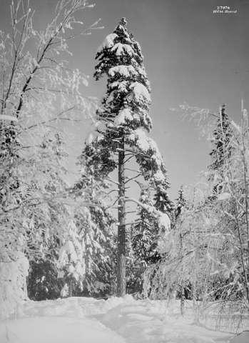Prot: Vinter - Voksenkolskogen