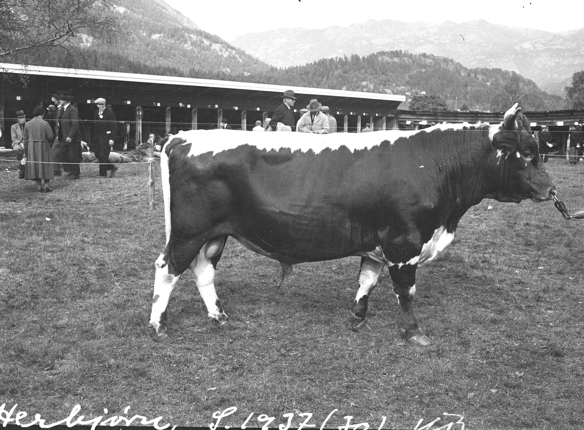 Oksen Herbjørn.  Eigar Gunnhild T. Midtbø.  Oksen vart seld til Brunkeberg for 1200 kroner.  Utstilling Seljord 1937.