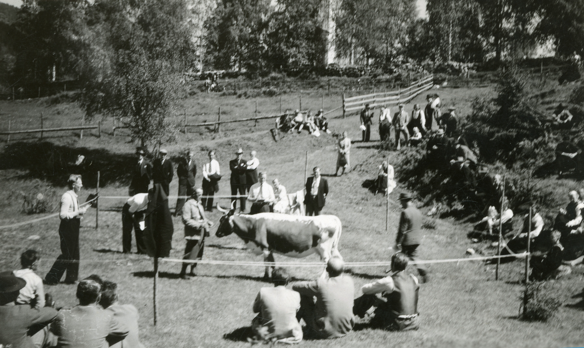 Tevling i døming av storfe.  Bildet er tatt under Telemark landbruksselskap i Gransherad 19.6.1949.
