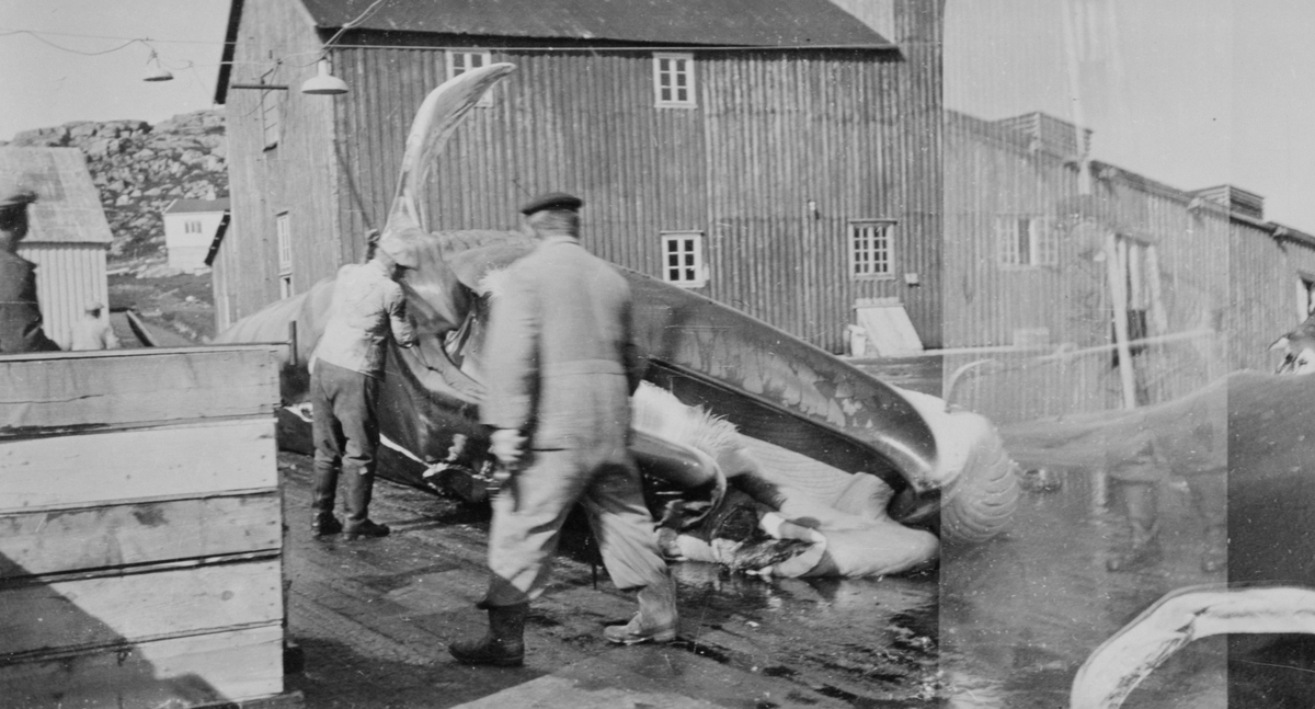 Hestnes Hvalstasjon, Hitra : partering/flensing av hval på kaia