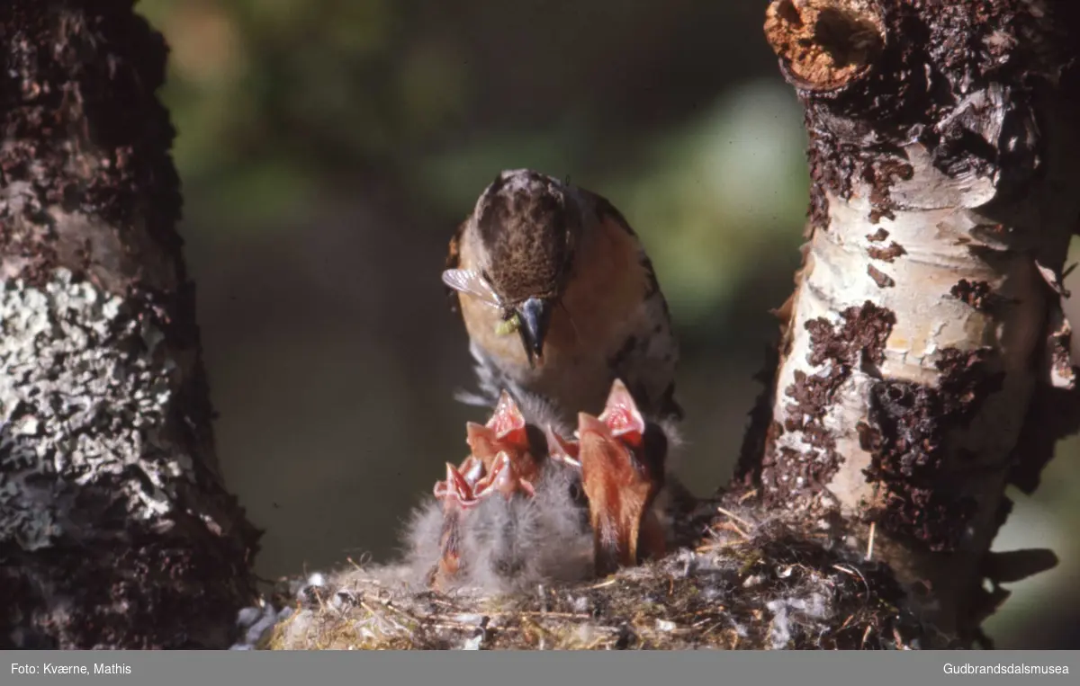 Bjørkefink hunn ved reir med unger.