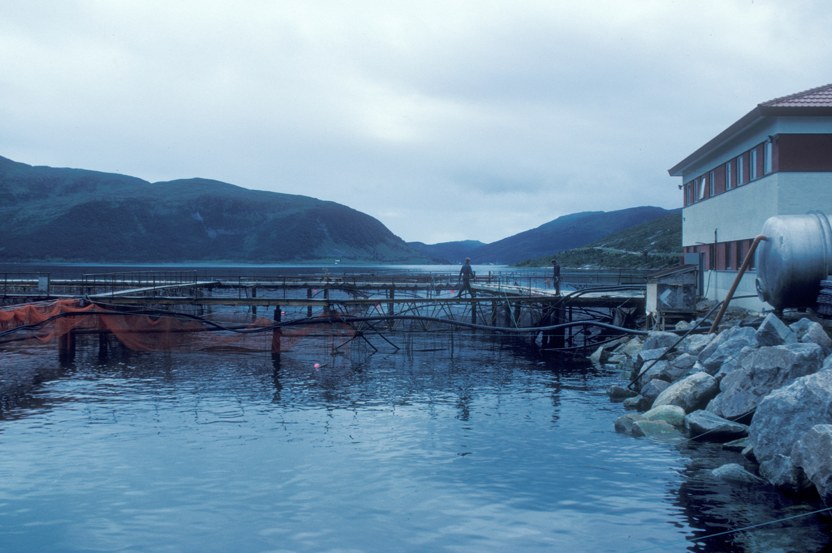 Tromsø 1985 : Oppdrettsanlegg, merder flyter på vannet, en bygning til venstre i bildet