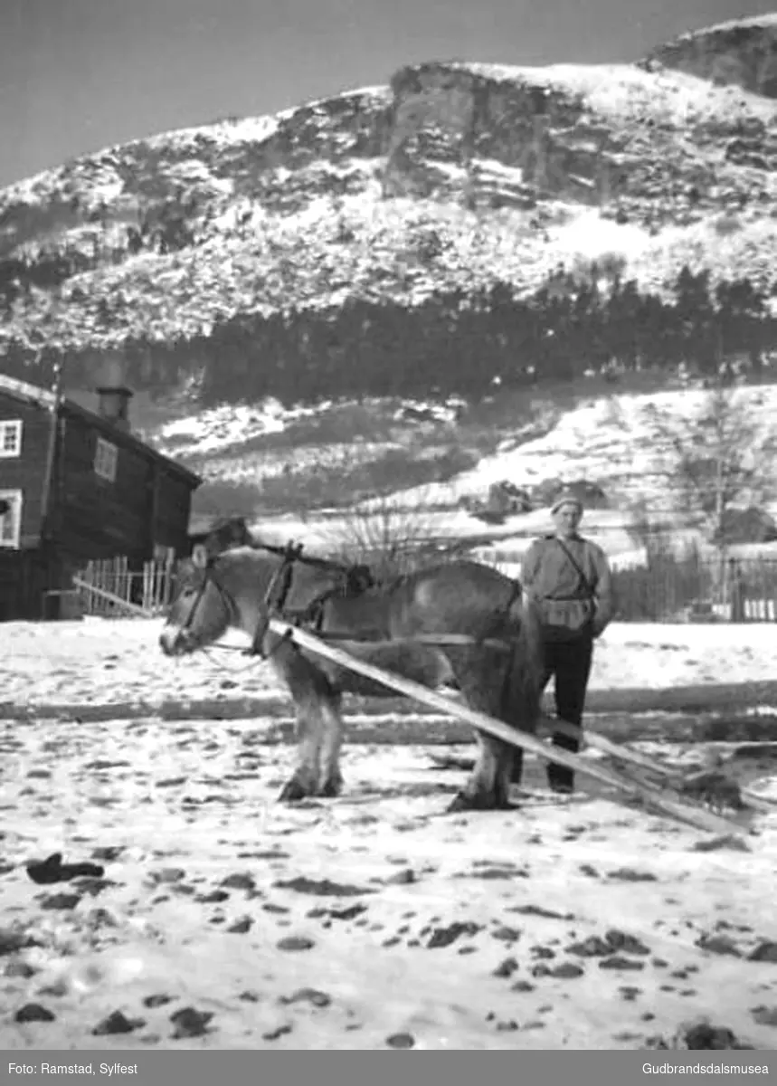 Ragnar Ramstad (f. 1939) dreg fram tømmer med hest
