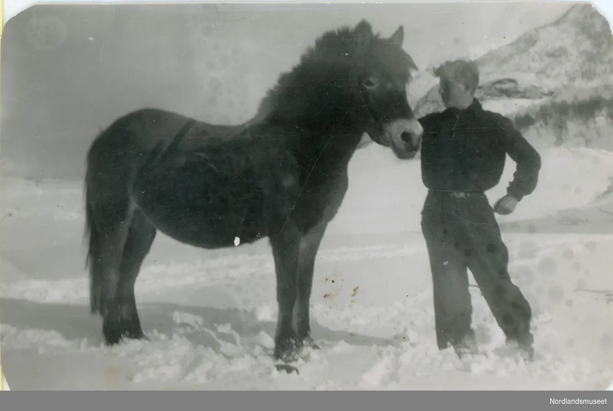 Ung gutt og hest. Ole Holmvaag, født i 1925, med hesten Bruna, fra Holmvåg i Steigen.