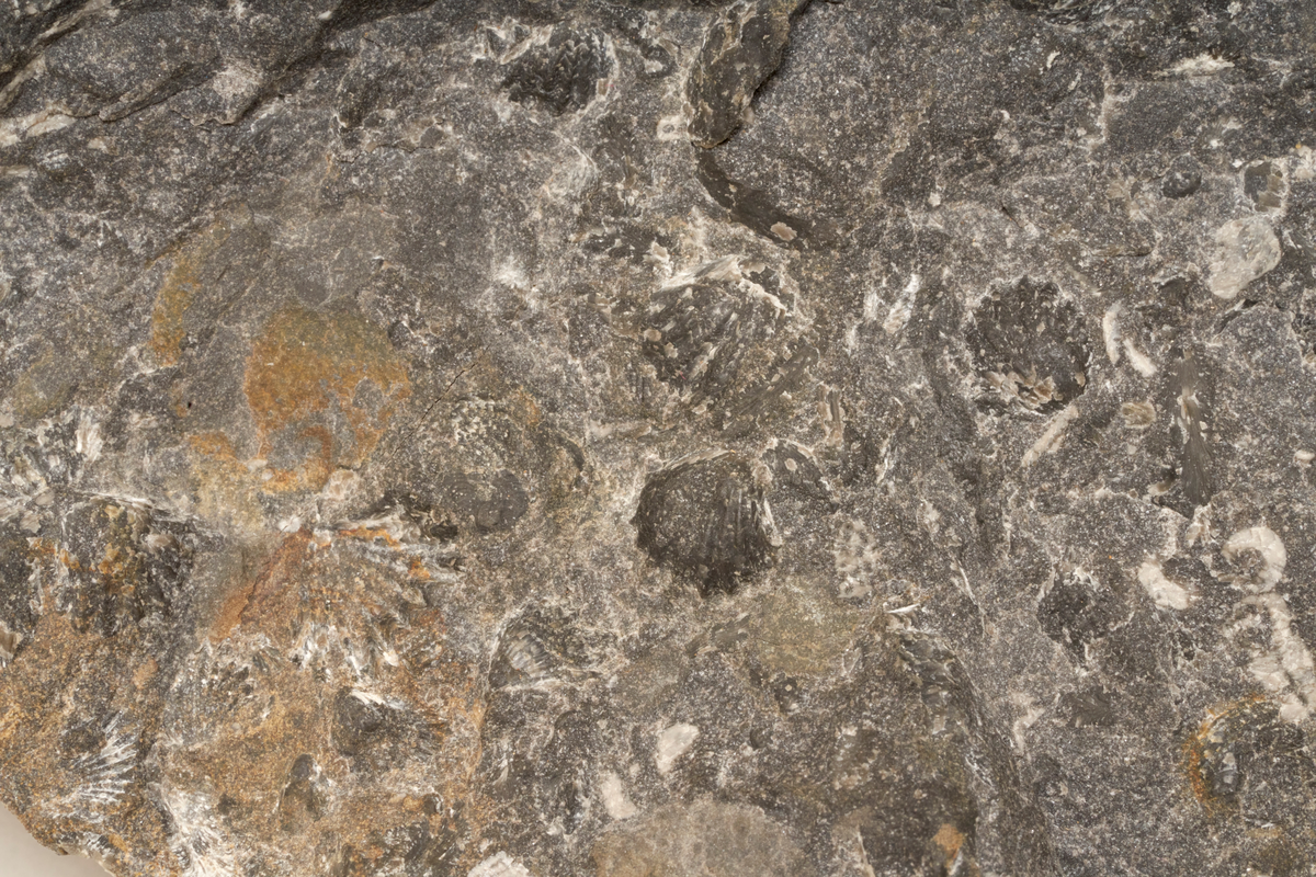 Kalkstein med fossiler fra ukjent sted i Oslofeltet. Skjellet er brachiopoder og sirkelen er sjøliljestilk.