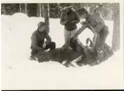 Aall familiens fotoalbum fra Ulefos hovedgård - Telemark Museum /  DigitaltMuseum