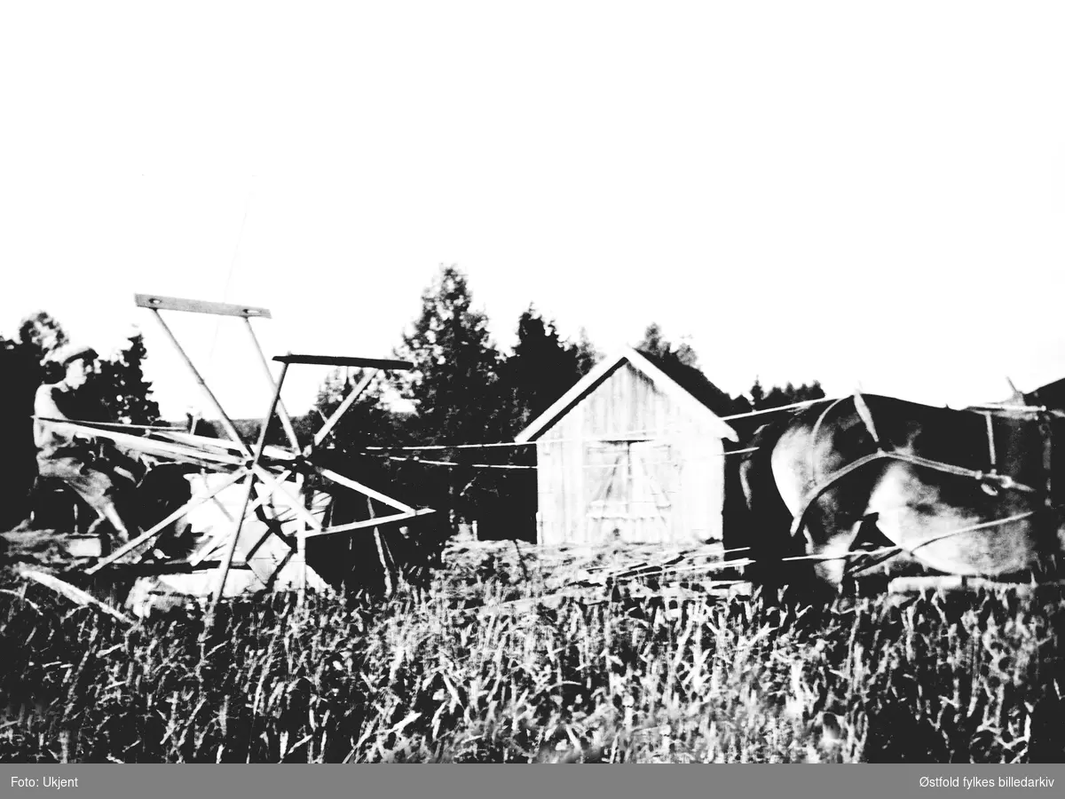 Skjæring av korn med selvbinder og hest på gården Riuk i Skiptvet ca. 1935. Hans Holene er kjørekar.