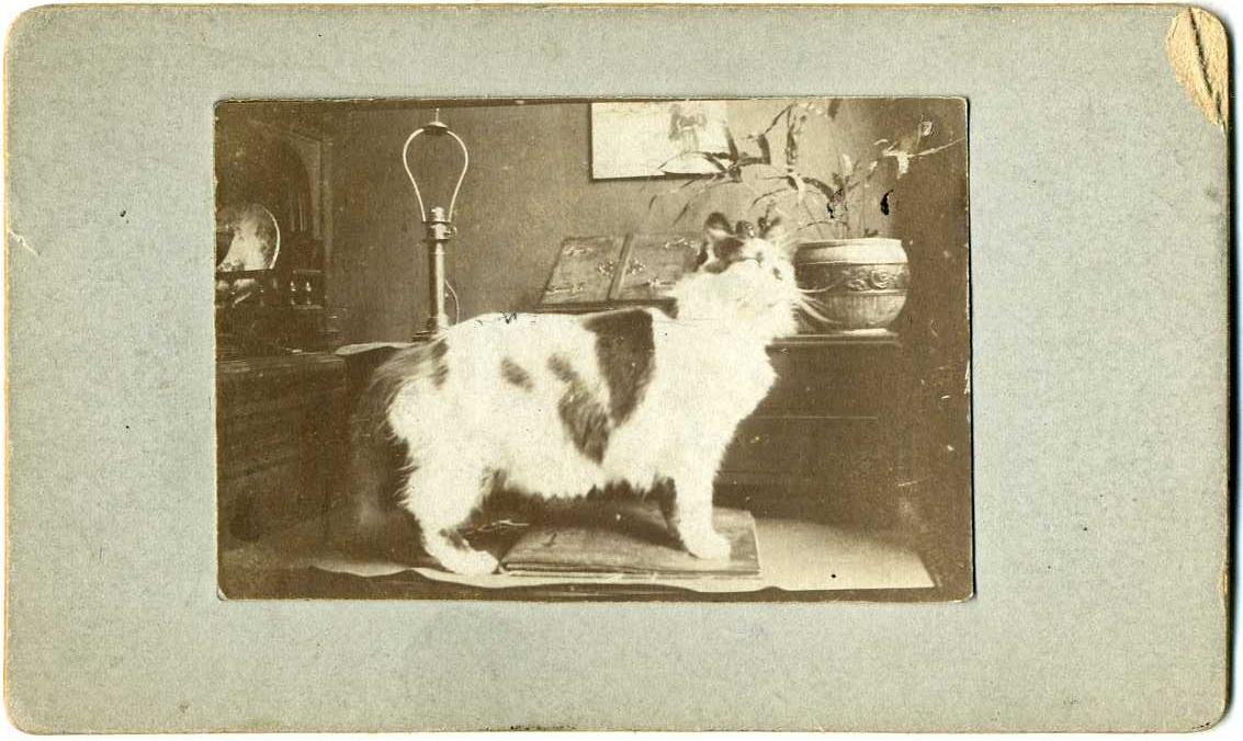En katt på ett bord - katten heter "Poussy".