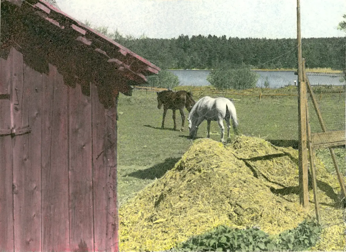 Hästar vid Hägernäs gård