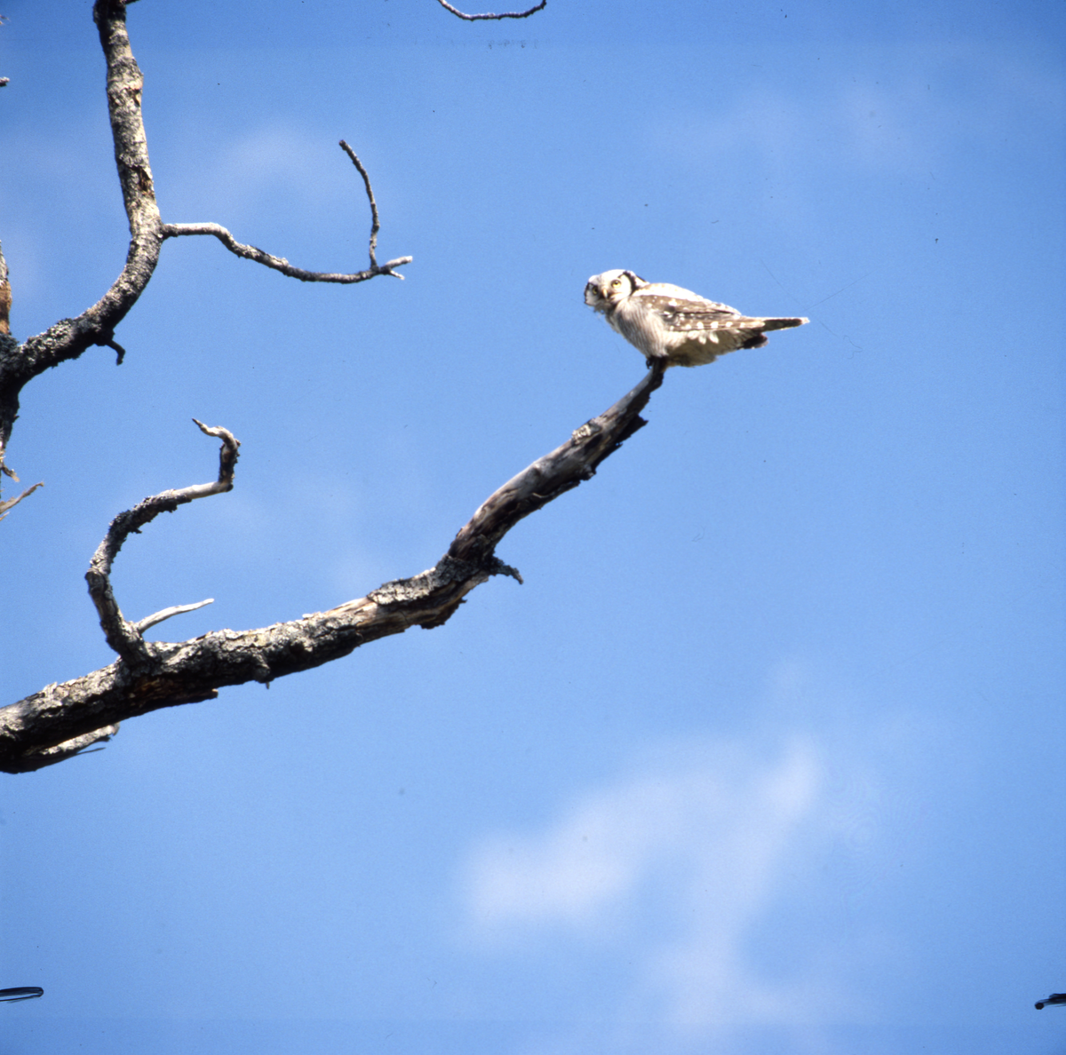 En uggla sitter längst ut på en gren i ett träd under en klarblå himmel.