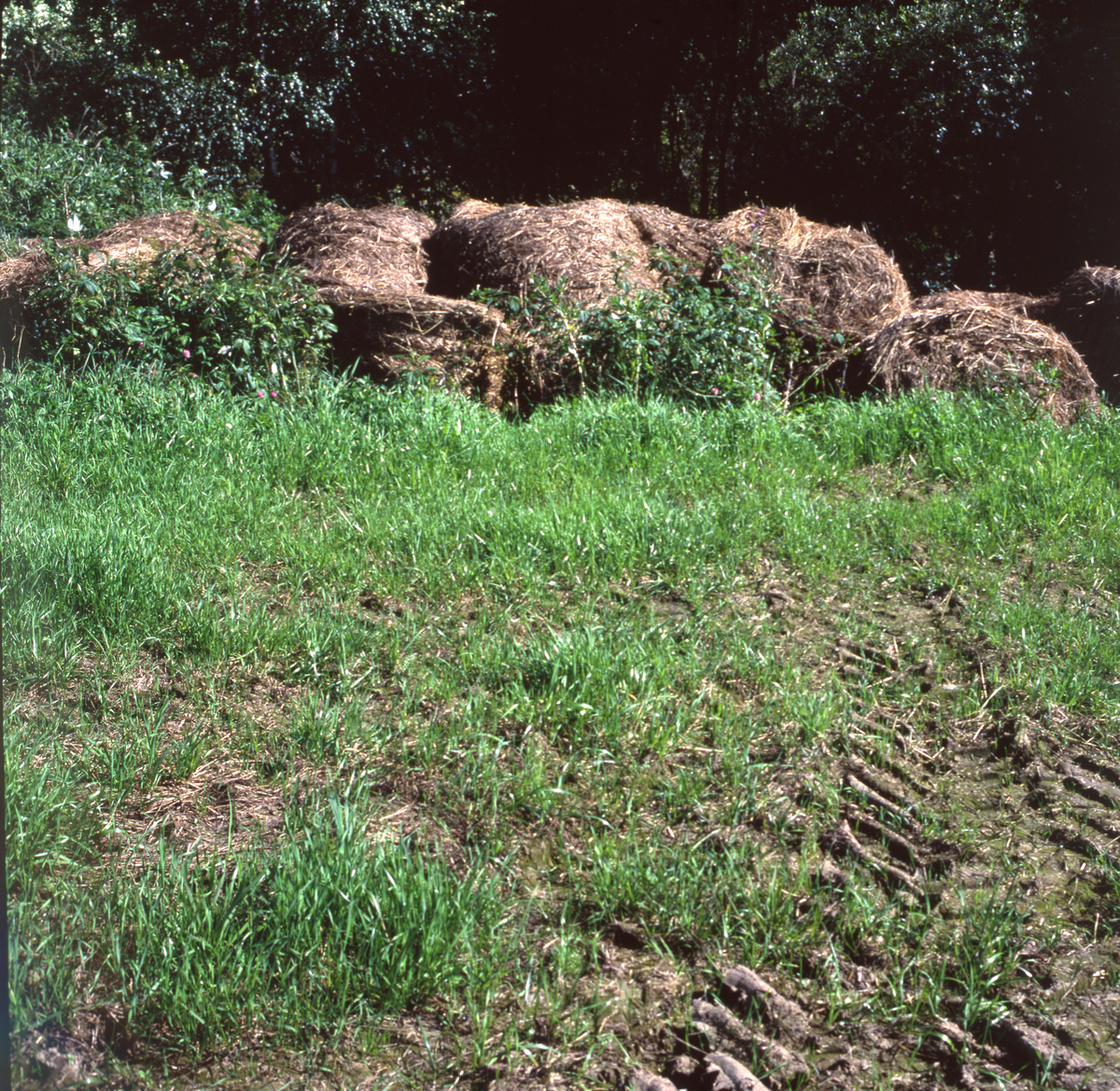 Ett antal ensilagebalar vid ett skogsbryn.